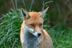 Red Fox