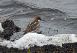 Red-necked Phalarope