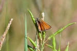 Small Skipper