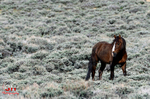 3HPhotog6-2-24_SW-WYO_3HR16596_Wild Horses