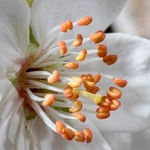 Blackthorn  (Prunus spinosa)  flower details