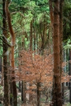 sapling beech