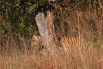 Male Bengal Tiger sniffing tree trunk, Panna, Madhyra Pradesh, India