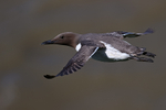 Guillemot in flight, close view, Flamborough Head, Yorkshire