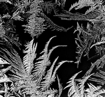 FUNDY FROST - NEW BRUNSWICK