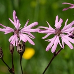 Ragged robin (Lychnis flos-cuculi)