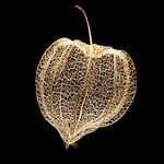 Physalis skeleton