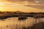 First light, Avalon Marshes
