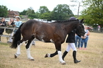 WJ6_8079