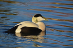 Eider