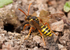 Nomada goodeniana (f)