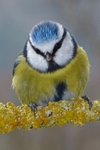 Blue tit P1020684