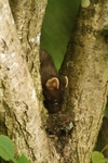 Pine Marten