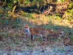 Red Fox