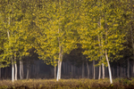 Misty Trees
