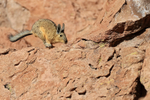 Viscacha running along ledge, Chile