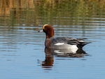 Wigeon