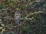 Long-eared Owl