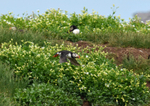Puffin