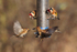 Lesser Redpolls & Goldfinches around the niger seed feeder at Otmoor