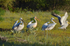 White Pelican and Dalmatian Pelicans