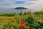 Looe island poppy view