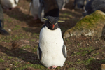 Rockhopper Penguin