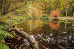 Fingle Woods