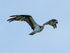 Osprey in flight, Costa Rica