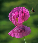 Bee and poppy