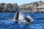 Two Bottlenose Dolphins breaching, Chile