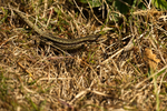 Common Lizards - RSPB Minsmere