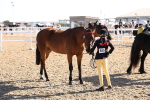 SBM_11731