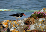 Oystercatcher