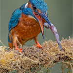 Charlie Kidd  Kingfisher adjusting fish to eat