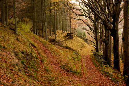Autumn at Tholt-y-Will Glen and the regimented fir trees are separated from the unruly Beech trees as the line of the…
