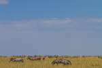 Zebra Herd 3