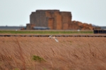 Barn Owl