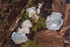 Conifer Blueing Bracket