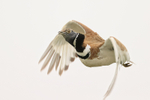 Little Bustard flying close view, Montgai, Catalonia, Spain
