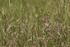 Skylark, crest raised, in grass, Dorset, UK