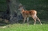 Red Deer