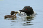 Common Loon presents large fish to chick, Minnesota, USA
