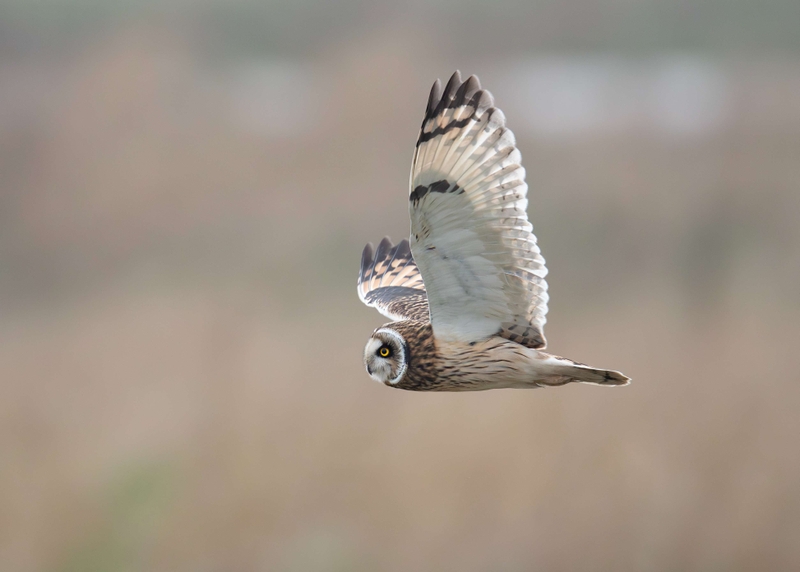 Short Eared Owl