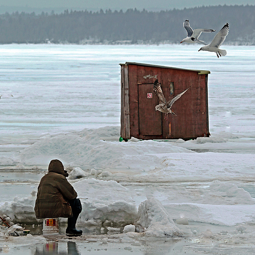 As the ice fishing season comes to an end for another year, a lone fisherman tries his luck with plenty of winged obs…
