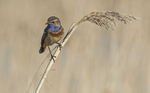 Male Bluethroat