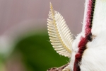 Moon Moth Antenna