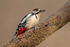 Great-spotted Woodpecker  1901-18819