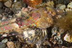 Callionymus reticulatus