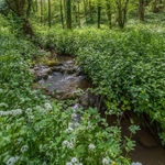 Wild Garlic